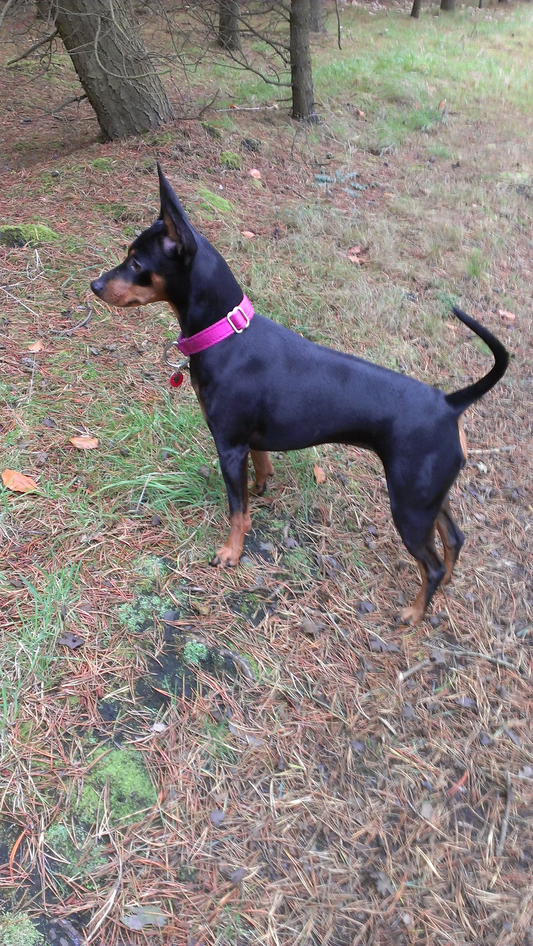 Business 13 image SPRING SHADES LTD