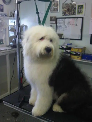 Business 1 image HALFORDS AUTOCENTRE