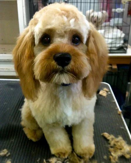 Business 4 image HALFORDS AUTOCENTRE