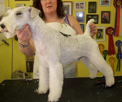 Business 3 image HALFORDS AUTOCENTRE