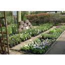 ALDER LANE NURSERIES Florists in Wigan La